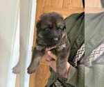 Small #1 German Shepherd Dog