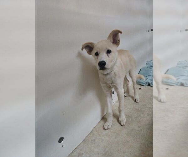 Medium Photo #1 Mutt Puppy For Sale in Calgary, Alberta, Canada