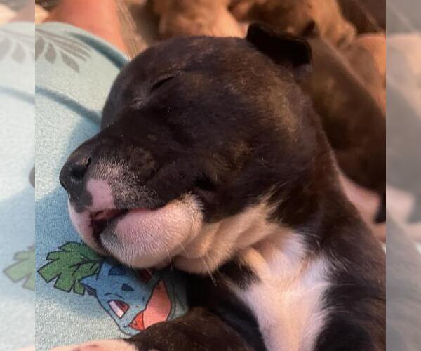 Medium Photo #1 American Staffordshire Terrier-Unknown Mix Puppy For Sale in San Antonio, TX, USA