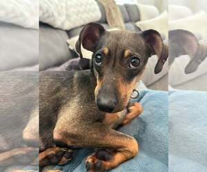Dachshund-Unknown Mix Dogs for adoption in Greenville, SC, USA