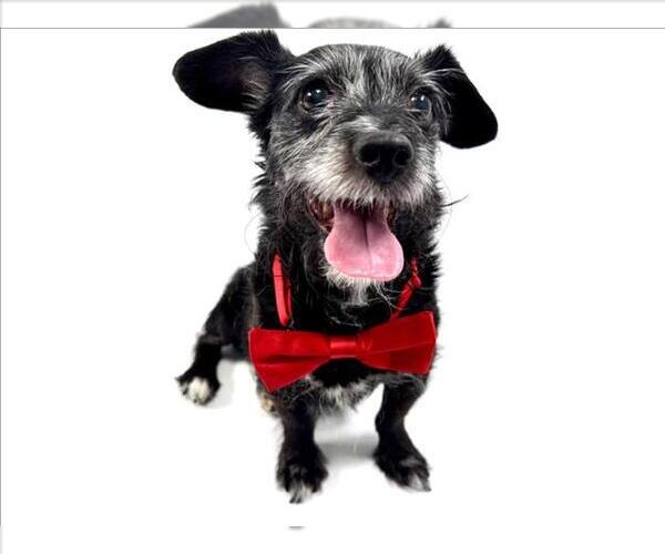 Medium Photo #2 Cairn Terrier-Unknown Mix Puppy For Sale in Fort Collins, CO, USA