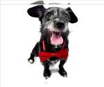 Small #1 Cairn Terrier Mix