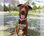 Small #4 Labrador Retriever Mix
