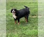 Small Photo #1 Bernese Mountain Dog Puppy For Sale in ENON, OH, USA