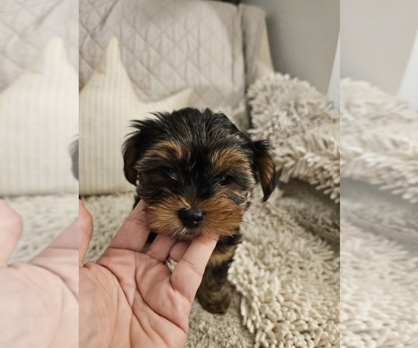Medium Photo #6 Yorkshire Terrier Puppy For Sale in SALEM, OR, USA
