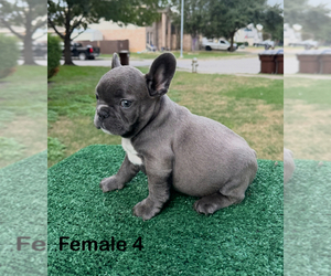 French Bulldog Puppy for sale in SAN ANTONIO, TX, USA