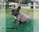 Lola - Female French Bulldog Puppy for Sale - Small photo
