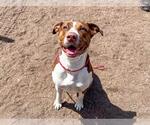 Small Labrador Retriever Mix