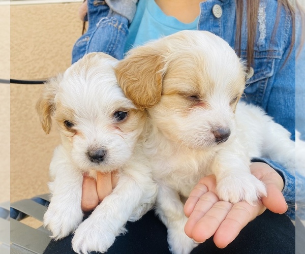 Full screen Photo #3 Maltipoo Puppy For Sale in SAN BERNARDINO, CA, USA