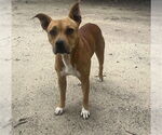 Small #1 American Pit Bull Terrier-Rhodesian Ridgeback Mix