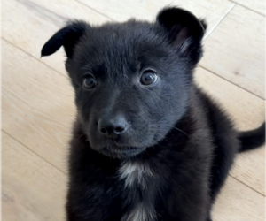 German Shepherd Dog-Unknown Mix Dogs for adoption in Brooklyn, NY, USA