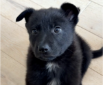 Small German Shepherd Dog Mix