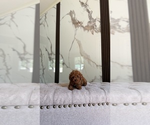 Poodle (Toy) Puppy for sale in PORTLAND, OR, USA