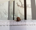Small Poodle (Toy)