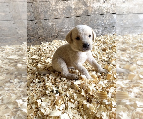 Medium Photo #1 Labrador Retriever Puppy For Sale in MORRILL, KS, USA