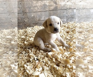 Medium Labrador Retriever
