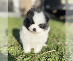 Small #1 Pomeranian