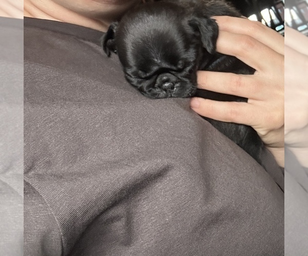 Medium Photo #5 Pug Puppy For Sale in BLOOMINGTON, IL, USA