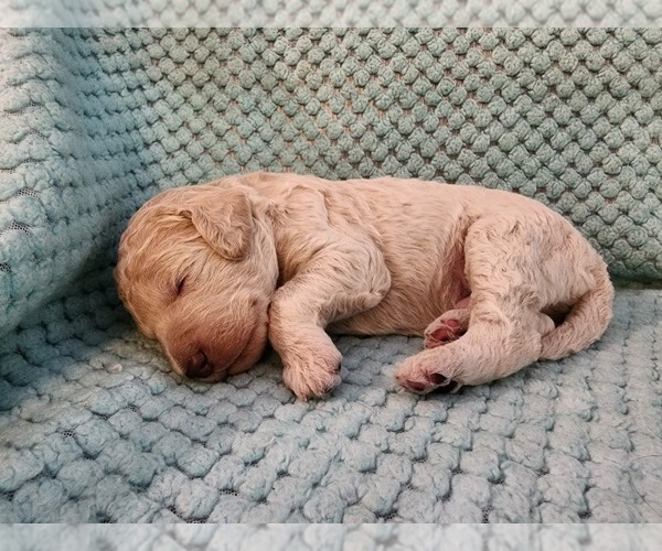 Medium Photo #57 Poodle (Standard) Puppy For Sale in CLAYTON, WA, USA