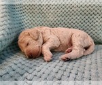 Small Photo #57 Poodle (Standard) Puppy For Sale in CLAYTON, WA, USA