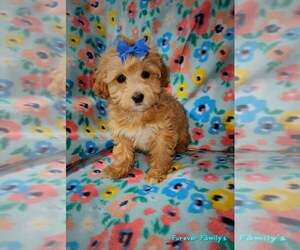 Cavapoo Puppy for sale in SPARTA, WI, USA
