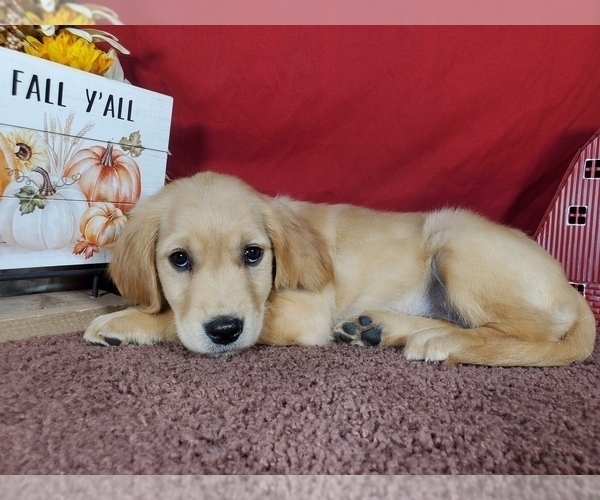 Medium Photo #12 Golden Retriever Puppy For Sale in FALCON, CO, USA