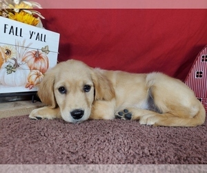 Medium Golden Retriever