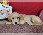 Puppy 3 Golden Retriever