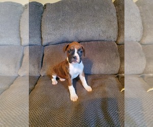 Boxer Puppy for sale in OLIVE HILL, KY, USA