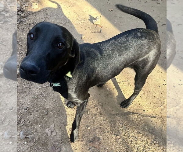 Medium Photo #4 Unknown-Weimaraner Mix Puppy For Sale in Boston, MA, USA