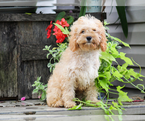 Cavapoo (Miniature) Puppy for sale in LIBERTY, KY, USA