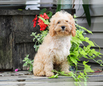 Image preview for Ad Listing. Nickname: Rex