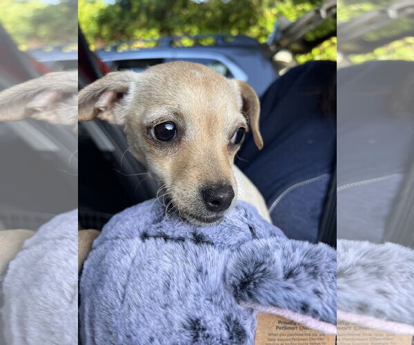 Medium Photo #4 Chihuahua-Unknown Mix Puppy For Sale in Bellevue, WA, USA