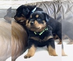 Small #28 Rottweiler