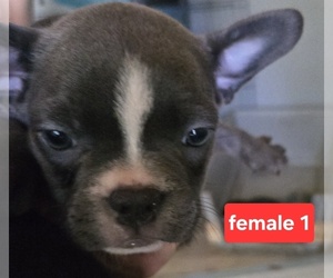 Faux Frenchbo Bulldog Puppy for sale in ROSCOMMON, MI, USA