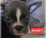 Image preview for Ad Listing. Nickname: Female 1