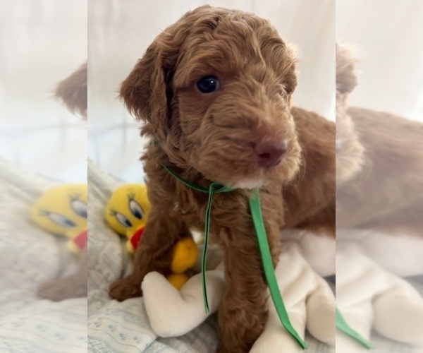Medium Photo #4 Miniature Labradoodle Puppy For Sale in BLUFFTON, SC, USA