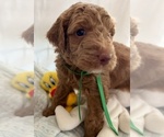 Puppy 3 Miniature Labradoodle