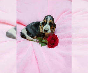 Basset Hound Puppy for sale in SALEM, WV, USA