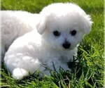 Small #1 Bichon Frise