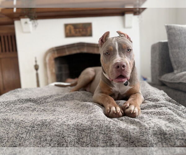 Medium Photo #2 Mutt Puppy For Sale in Pacifica, CA, USA