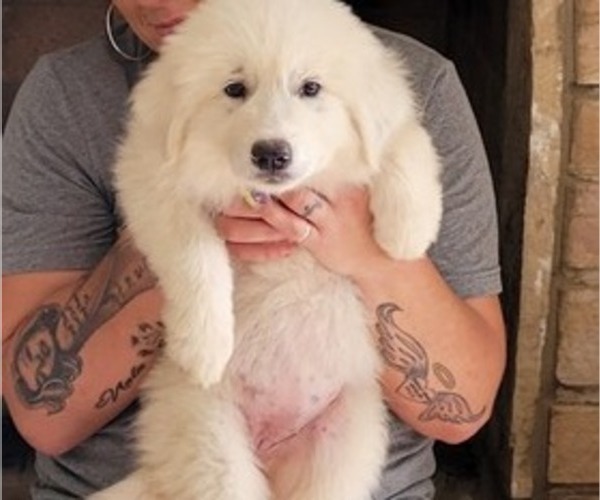 Medium Photo #3 Great Pyrenees Puppy For Sale in ALBERTVILLE, AL, USA