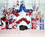 Small Photo #19 Chihuahua Puppy For Sale in CHARLESTON, AR, USA