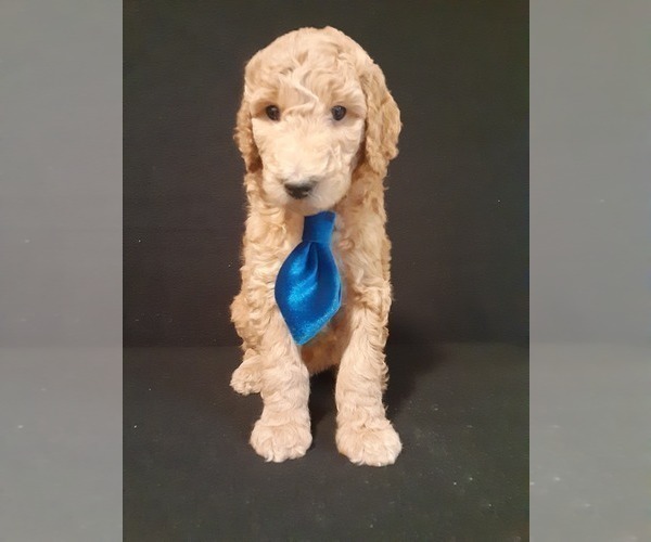 Medium Photo #4 Poodle (Standard) Puppy For Sale in WAUSAUKEE, WI, USA