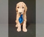 Small Photo #4 Poodle (Standard) Puppy For Sale in WAUSAUKEE, WI, USA