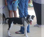 Small #4 Staffordshire Bull Terrier Mix