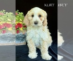 Puppy Kurt Australian Labradoodle
