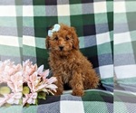 Small #1 Poodle (Miniature)