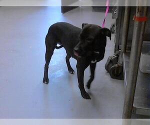 Medium American Pit Bull Terrier Mix