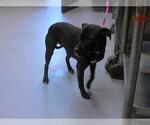 Small American Pit Bull Terrier Mix